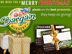 Bargain Nursery Plants Are Great Gifts